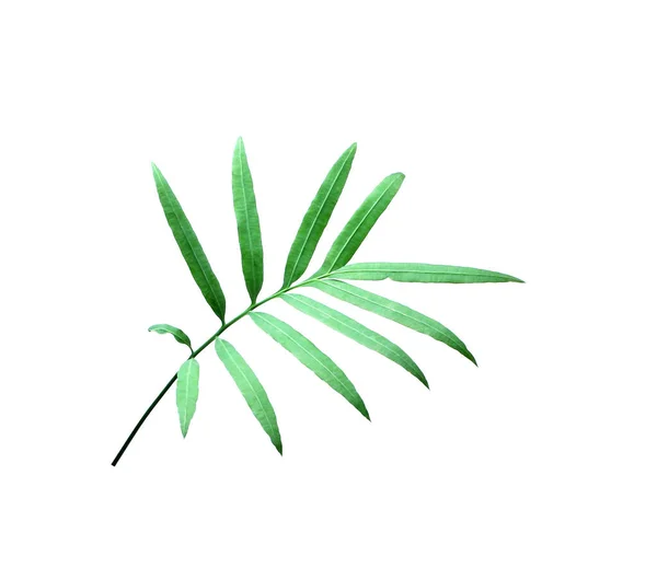 Tropical Green Palm Leaf Isolated White Summer Background — Stock Photo, Image