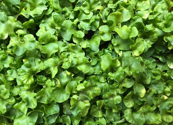 Tropische Natuur Bladeren Plant Voor Zomer Achtergrond — Stockfoto