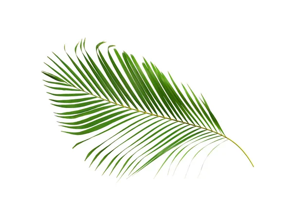 Hoja Palma Verde Aislada Blanco Para Fondo Verano —  Fotos de Stock