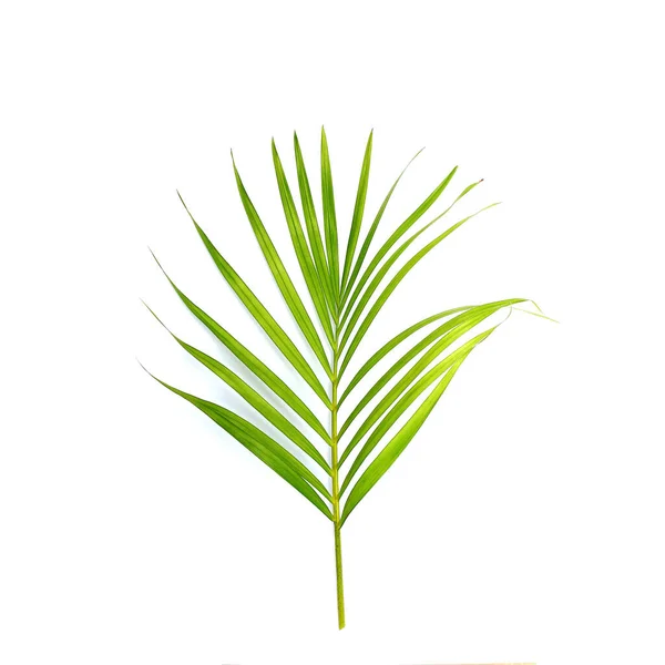 Tropical Green Palm Leaf White Background — Stock Photo, Image