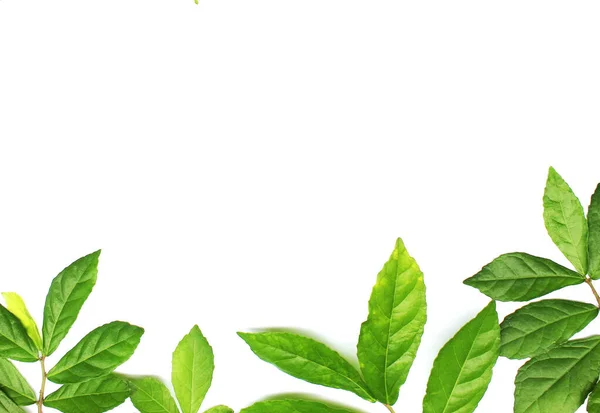 Συλλογή Τροπικό Πράσινο Φύλλο Πλαίσιο Εικόνα Λευκό Φόντο — Φωτογραφία Αρχείου