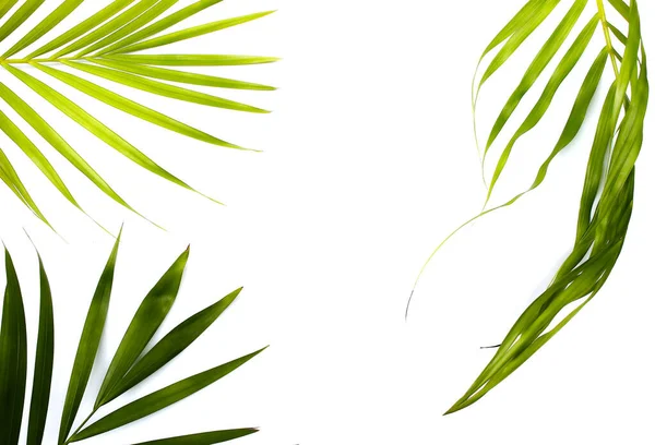 Samling Tropiska Gröna Palmblad Ram Bild Vit Bakgrund — Stockfoto