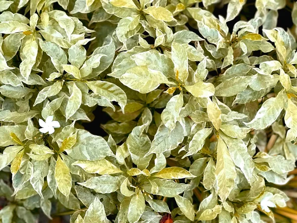 Рослина Листя Природи Літнього Фону — стокове фото