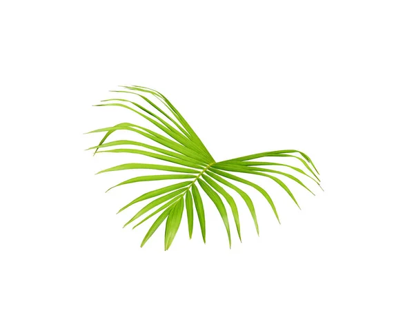 在白色上隔离的绿色棕榈叶 用于夏季背景 — 图库照片