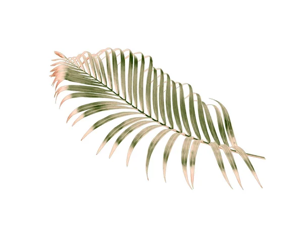 在白色上隔离的绿色棕榈叶 用于夏季背景 — 图库照片