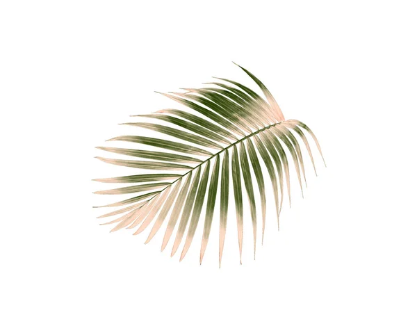 Green Palm Leaf Isolated White Summer Background — Stock Photo, Image