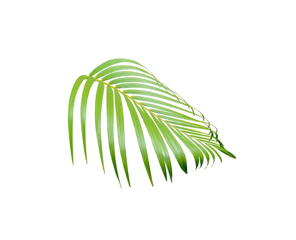 Green Palm Leaf Isolated White Summer Background — Stock Photo, Image