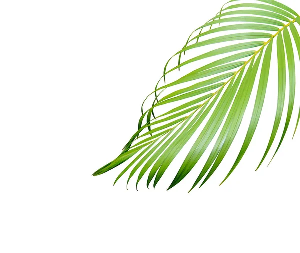 Green Palm Leaf Isolated White Summer Background — Stock Photo, Image