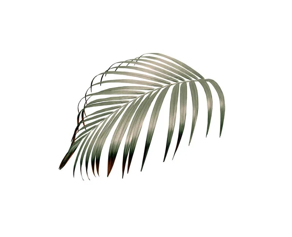 Grüne Palme Blatt Isoliert Auf Weiß Für Sommer Hintergrund — Stockfoto