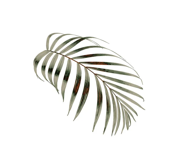 Green Palm Leaf Isolated White Summer Background — Stock Photo, Image