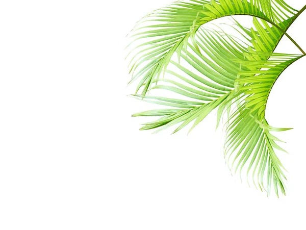 Grüne Palme Blatt Isoliert Auf Weiß Für Sommer Hintergrund — Stockfoto