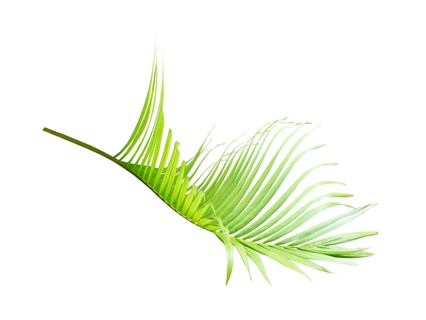 Hoja Palma Verde Aislada Blanco Para Fondo Verano — Foto de Stock