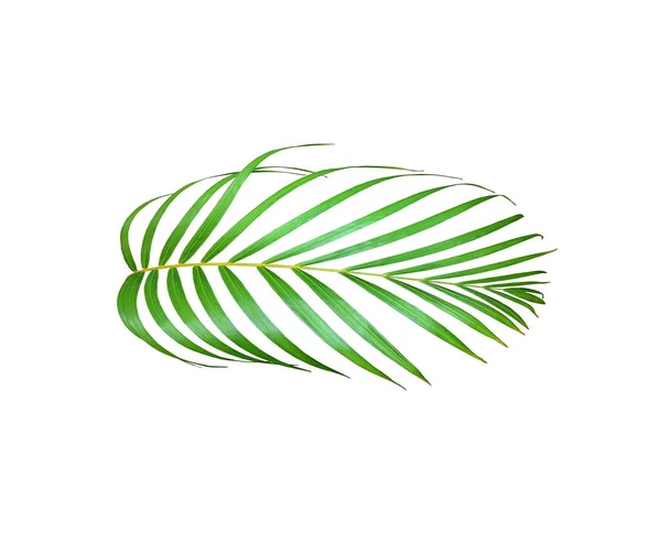 Hoja Palma Verde Aislada Blanco Para Fondo Verano — Foto de Stock