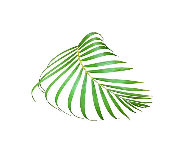 Green Palm Leaf Isolated White Summer Background — Stock Photo, Image