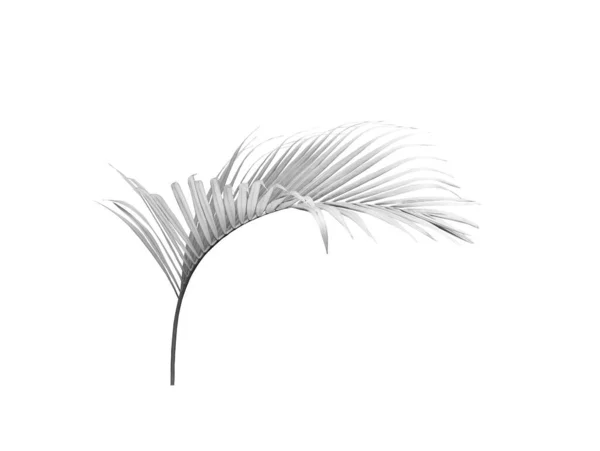 Zielony Liść Palmy Izolowany Białym Tle Latem — Zdjęcie stockowe