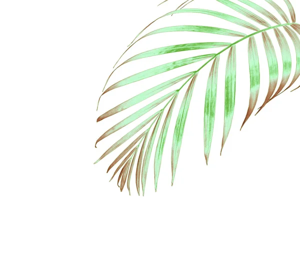 Green Palm Leaf Isolated White Summer Background — Stock Photo, Image