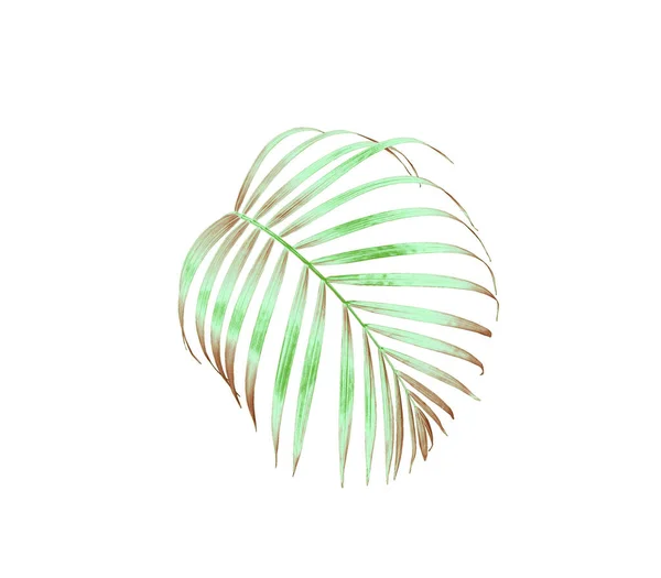 Green Palm Leaf Isolated White Summer Background — Stock Photo, Image