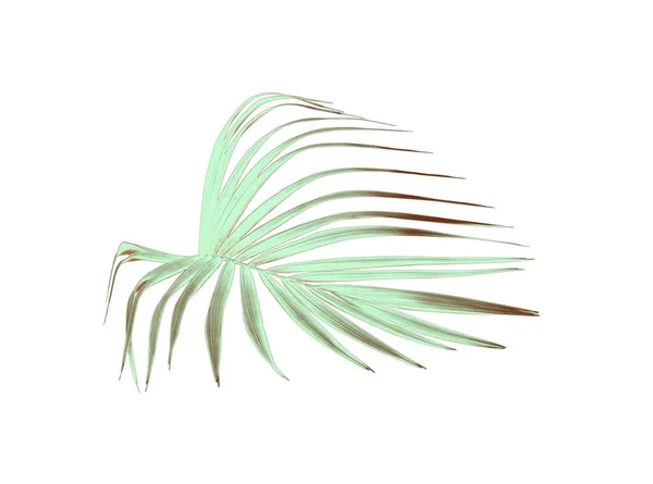 Green Palm Leaf Isolated White Summer Background — Stock Photo, Image