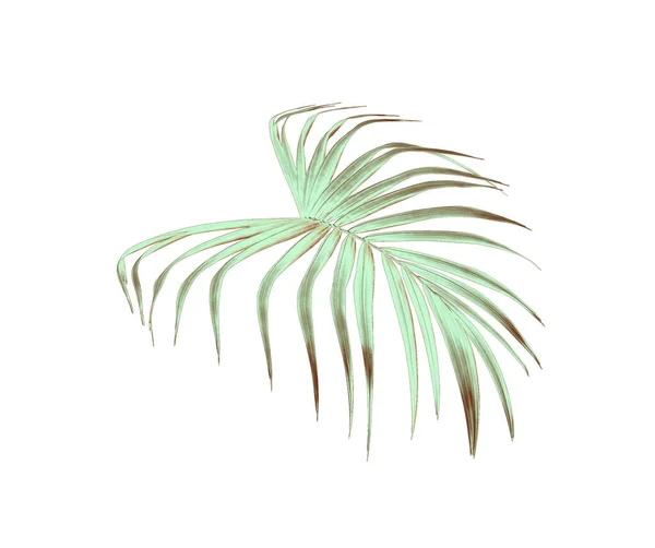 Grüne Palme Blatt Isoliert Auf Weiß Für Sommer Hintergrund — Stockfoto
