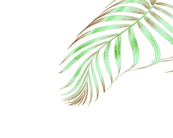 Hoja Palma Verde Aislada Blanco Para Fondo Verano —  Fotos de Stock