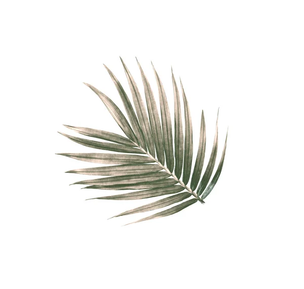 Hoja Verde Palmera Aislada Sobre Fondo Blanco — Foto de Stock