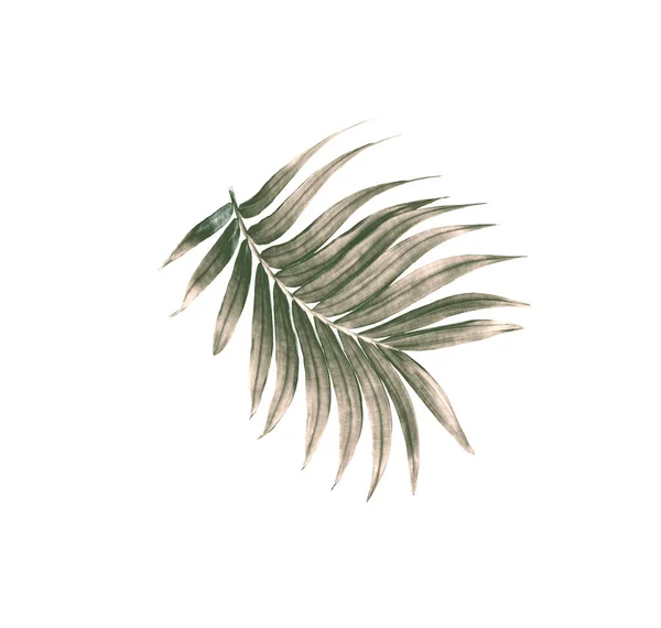 Grünes Blatt Der Palme Isoliert Auf Weißem Hintergrund — Stockfoto