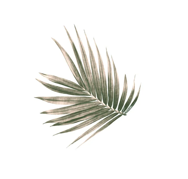 Hoja Verde Palmera Aislada Sobre Fondo Blanco — Foto de Stock