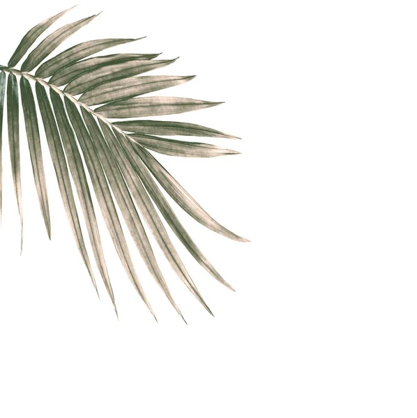 Green Leaf Palm Tree Isolated White Background — Stock Photo, Image