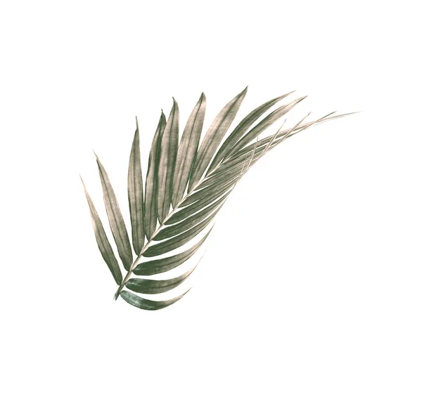 棕榈树绿叶 白色背景下隔离 — 图库照片