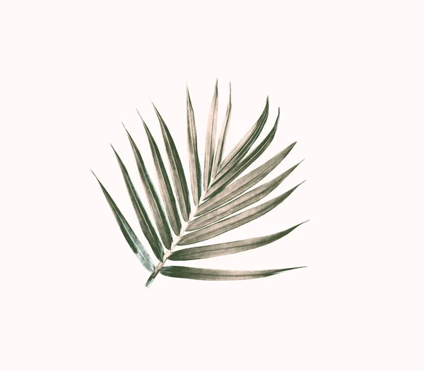 Green Leaf Palm Tree Isolated White Background — Stock Photo, Image