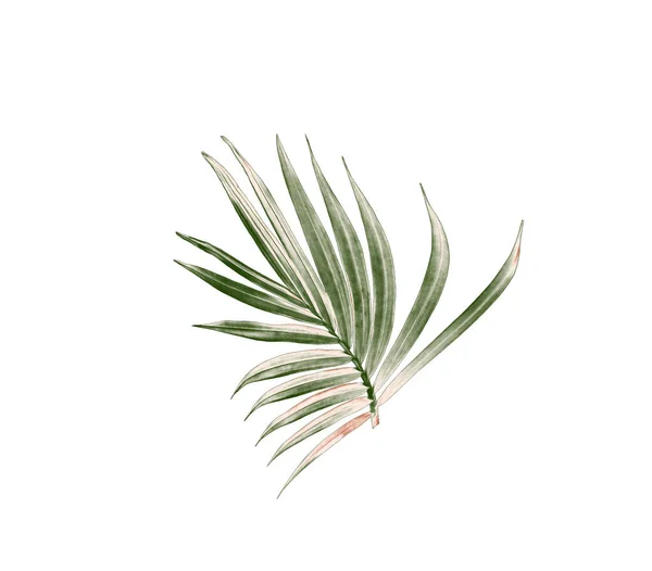 Grünes Blatt Der Palme Isoliert Auf Weißem Hintergrund — Stockfoto