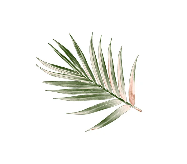 棕榈树绿叶 白色背景下隔离 — 图库照片