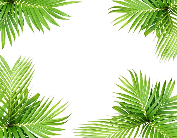 Grünes Blatt Der Palme Isoliert Auf Weißem Hintergrund — Stockfoto