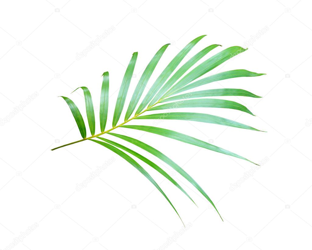 green palm leaf isolated on white for summer background