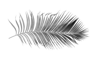 Tropikal yeşil palmiye yaprağıyla konsept yaz. Beyaz desenli arka planda yaprak dalları var. düz yatış, üst görünüm.