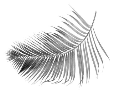 Tropikal yeşil palmiye yaprağıyla konsept yaz. Beyaz desenli arka planda yaprak dalları var. düz yatış, üst görünüm.