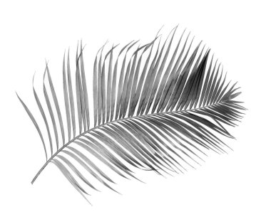 Tropikal yeşil palmiye yaprağıyla konsept yaz. Beyaz desenli arka planda yaprak dalları var. düz yatış, üst görünüm.