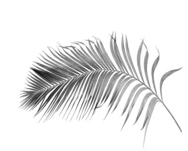 Tropikal yeşil palmiye yaprağıyla konsept yaz. Beyaz desenli arka planda yaprak dalları var. düz yatış, üst görünüm.