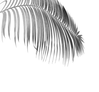 Tropikal yeşil palmiye yaprağıyla konsept yaz. Beyaz desenli arka planda yaprak dalları var. düz yatış, üst görünüm.