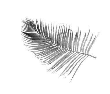 Tropikal yeşil palmiye yaprağıyla konsept yaz. Beyaz desenli arka planda yaprak dalları var. düz yatış, üst görünüm.