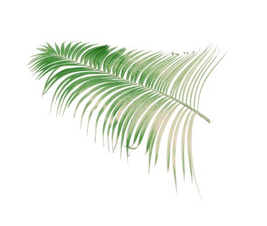 Tropikal yeşil palmiye yaprağıyla konsept yaz. Beyaz desenli arka planda yaprak dalları var. düz yatış, üst görünüm.