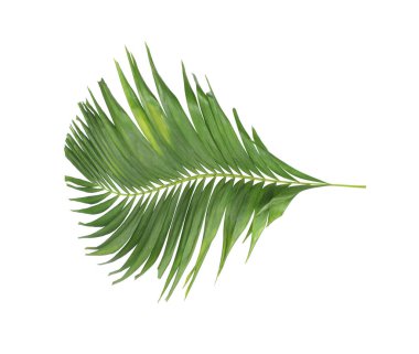 Tropikal yeşil palmiye yaprağıyla konsept yaz. Beyaz desenli arka planda yaprak dalları var. düz yatış, üst görünüm.