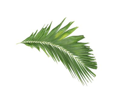 Tropikal yeşil palmiye yaprağıyla konsept yaz. Beyaz desenli arka planda yaprak dalları var. düz yatış, üst görünüm.