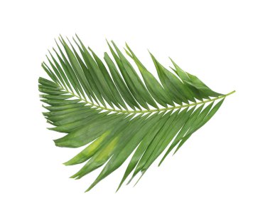 Tropikal yeşil palmiye yaprağıyla konsept yaz. Beyaz desenli arka planda yaprak dalları var. düz yatış, üst görünüm.