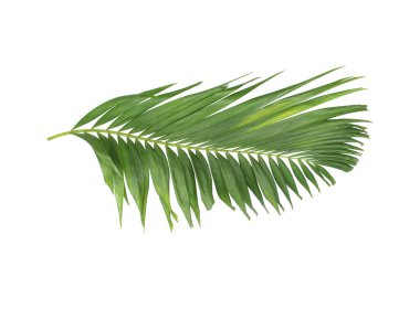 Tropikal yeşil palmiye yaprağıyla konsept yaz. Beyaz desenli arka planda yaprak dalları var. düz yatış, üst görünüm.