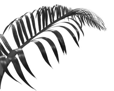 Beyaz arkaplanda izole edilmiş siyah palmiye yaprağı