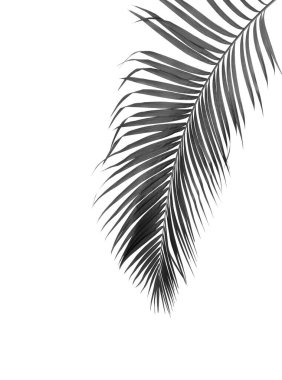 Beyaz arkaplanda izole edilmiş siyah palmiye yaprağı