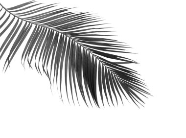 Beyaz arkaplanda izole edilmiş siyah palmiye yaprağı