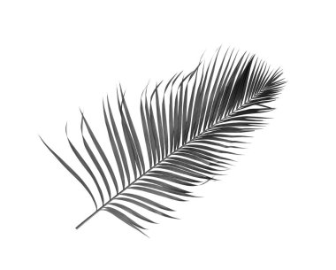 Beyaz arkaplanda izole edilmiş siyah palmiye yaprağı