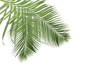 Beyaz arkaplanda yeşil palmiye yaprakları